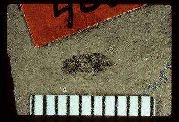 Media type: image;   Entomology PALE-4061 Aspect: full